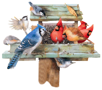 birds on a bird feeder